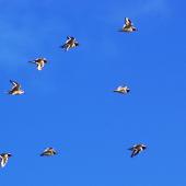 Shore plover. 14 birds in flight. Plimmerton, Porirua City, June 2011. Image &copy; Ian Armitage by Ian Armitage
