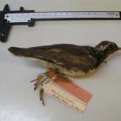 Shore plover | Tuturuatu. Only Auckland Island record, Tring Museum specimen NHM 1842.12.16.78. Auckland Islands. Image &copy; Alan Tennyson & the Natural History Museum by Alan Tennyson