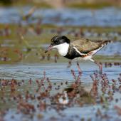 Red-kneed dotterel. Adult. Bowra - near Cunnamulla, Queensland,  Australia, August 2019. Image &copy; Mark Lethlean by Mark Lethlean