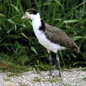 Spur-winged plover. Juvenile in captivity. Bird Rescue Wanganui, October 1995. Image &copy; Ormond Torr by Ormond Torr