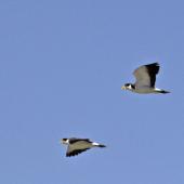 Spur-winged plover. Adults flying. Boulder Bank,  Nelson, October 2015. Image &copy; Rebecca Bowater by Rebecca Bowater FPSNZ AFIAP www.floraandfauna.co.nz