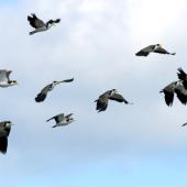 Spur-winged plover. Flock in flight. Wanganui, November 2008. Image &copy; Ormond Torr by Ormond Torr