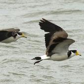 Spur-winged plover. Immature (left) and adult in flight. Wanganui, November 2010. Image &copy; Ormond Torr by Ormond Torr