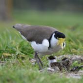 Spur-winged plover. Adult at nest with egg and chicks. Palmerston North golf course, August 2007. Image &copy; Peter Gill by Peter Gill