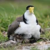 Spur-winged plover. Adult brooding chicks at nest with egg. Palmerston North golf course, August 2007. Image &copy; Peter Gill by Peter Gill