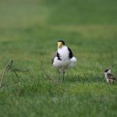 Spur-winged plover. Adult and two chicks. Palmerston North golf course, August 2007. Image &copy; Peter Gill by Peter Gill