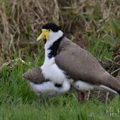 Spur-winged plover. Large chick attempting to be brooded. Flat Bush, Auckland, August 2018. Image &copy; Marie-Louise Myburgh  by Marie-Louise Myburgh