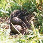 Spur-winged plover. Nest with 2 eggs and a young chick. Waikato, November 2005. Image &copy; Joke Baars by Joke Baars