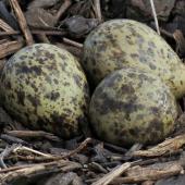 Spur-winged plover. Three eggs in a nest. Travis Wetland, Christchurch, September 2012. Image &copy; Grahame Bell by Grahame Bell http://grahamenz.com