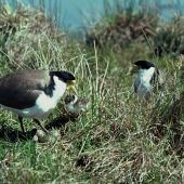 Spur-winged plover. Pair at nest containing eggs and chick. Cass River, McKenzie basin, October 1977. Image &copy; Department of Conservation (image ref: 10031016) by Dick Veitch, Department of Conservation Courtesy of Department of Conservation