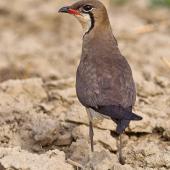Oriental pratincole. Adult in breeding plumage, rear view. Najafgarh, Delhi-Haryana Border, Haryana, India, June 2014. Image &copy; Anand Arya by Anand Arya