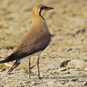 Oriental pratincole. Adult in breeding plumage. Dadri Wetlands, 40 km south-east of Delhi, India, May 2011. Image &copy; Anand Arya by Anand Arya
