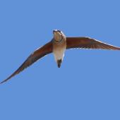 Oriental pratincole. Adult in flight. Tolderol Game Reserve, South Australia, February 2018. Image &copy; John Fennell by John Fennell