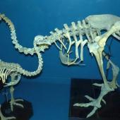 Heavy-footed moa. Fossil skeleton mounted at Tring Museum, with little bush moa in the foreground. . Image &copy; Alan Tennyson & the Natural History Museum by Alan Tennyson
