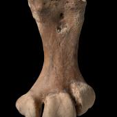 Heavy-footed moa | Moa waewae taumaha. Left tarsometatarsus. Te Papa S.040230. Bell Hill Vineyard, North Canterbury. Image &copy; Te Papa