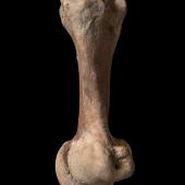 Heavy-footed moa. Left tarsometatarsus. Te Papa S.040230. Bell Hill Vineyard, North Canterbury. Image &copy; Te Papa