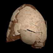 Heavy-footed moa. Egg 226 x 155 mm (NMNZ S.000004, collected by Charles O'Neal). Near Cromwell. Image &copy; Te Papa by Jean-Claude Stahl