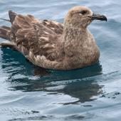 Subantarctic skua. Adult on water. Off Bench Island, Stewart Island, December 2017. Image &copy; Les Feasey by Les Feasey