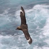Subantarctic skua. Adult in flight showing white wing flashes. The Pyramid,  Chatham Islands, November 2010. Image &copy; Mark Fraser by Mark Fraser