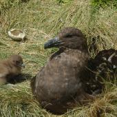 Subantarctic skua | Hākoakoa. Adult and young chick at nest. Campbell Island, December 2011. Image &copy; Kyle Morrison by Kyle Morrison