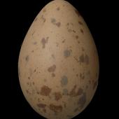 Subantarctic skua | Hākoakoa. Egg 80.2 x 51.5 mm (NMNZ OR.019125, collected by Jack Sorensen). Campbell Island, November 1942. Image &copy; Te Papa by Jean-Claude Stahl