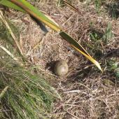 Subantarctic skua | Hākoakoa. Nest with one egg. Mangere Island, Chatham Islands, November 2022. Image &copy; Steve Pilkington by Steve Pilkington