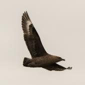 Subantarctic skua | Hākoakoa. Adult in flight. Rangatira Island, Chatham Islands, October 2020. Image &copy; James Russell by James Russell