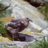 Subantarctic skua. Chick. Snares Islands, January 1987. Image &copy; Colin Miskelly by Colin Miskelly