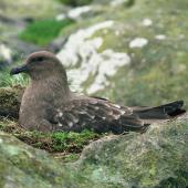 Subantarctic skua. Adult on nest. Snares Islands. Image &copy; Department of Conservation (image ref: 10048694) by Department of Conservation Courtesy of Department of Conservation