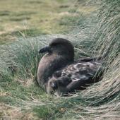 Subantarctic skua. Adult on nest with chick. Enderby Island,  Auckland Islands. Image &copy; Department of Conservation (image ref: 10064733) by Nadine Gibbs, Department of Conservation Courtesy of Department of Conservation