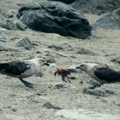 South Polar skua. Pair dismembering an Antarctic petrel chick. Hop Island, Prydz Bay, Antarctica, January 1990. Image &copy; Colin Miskelly by Colin Miskelly
