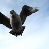 South Polar skua. Adult defending nest. Cape Bird, December 2012. Image &copy; Terry Greene by Terry Greene