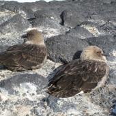 South Polar skua. Pair sheltering from gale. Cape Royds, November 2011. Image &copy; Terry Greene by Terry Greene