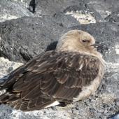 South Polar skua. Adult sheltering from gale. Cape Royds, November 2011. Image &copy; Terry Greene by Terry Greene