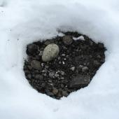 South Polar skua. Nest with one egg after snow. Cape Crozier, December 2011. Image &copy; Terry Greene by Terry Greene