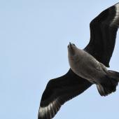 South Polar skua. Adult in flight, ventral. Cape Crozier, December 2011. Image &copy; Terry Greene by Terry Greene