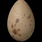South Polar skua. Egg 70.0 x 45.0 mm (NMNZ OR.011283, collected by Frederich-Carl Kinsky). Cape Hallett, Ross Sea, Antarctica, November 1963. Image &copy; Te Papa by Jean-Claude Stahl