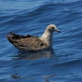 South Polar skua. Swimming. At sea, Off Wollongong, New South Wales,  Australia, February 2008. Image &copy; Brook Whylie by Brook Whylie http://www.sossa-international.org