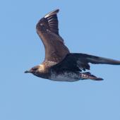 Pomarine skua. Immature pale morph, in flight. At sea off Wollongong, New South Wales, Australia, January 2015. Image &copy; Brook Whylie by Brook Whylie www.sossa-international.org