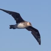 Pomarine skua. Immature, pale morph, in flight. At sea off Wollongong, New South Wales, Australia, January 2015. Image &copy; Brook Whylie by Brook Whylie www.sossa-international.org