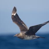 Pomarine skua. Juvenile, pale morph, in flight. At sea off Wollongong, New South Wales, Australia, December 2014. Image &copy; Brook Whylie by Brook Whylie www.sossa-international.org