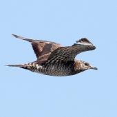 Arctic skua. Immature in flight, ventral. Wanganui, April 2013. Image &copy; Ormond Torr by Ormond Torr