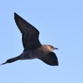 Long-tailed skua. Immature (dark morph) with fish hook in jaw. 50 km off Albany, Western Australia, May 2018. Image &copy; William Betts 2018 birdlifephotography.org.au by William Betts