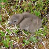 Long-tailed skua. Young chick . Yukon Kuskokwim Delta, June 2004. Image &copy; Sarah Jamieson by Sarah Jamieson