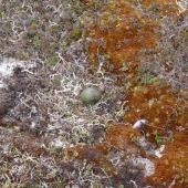 Long-tailed skua. Nest with 1 egg. Yukon Kuskokwim Delta, June 2004. Image &copy; Sarah Jamieson by Sarah Jamieson