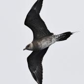 Long-tailed skua. Immature in flight. South of the Kermadec Islands, April 2021. Image &copy; Scott Brooks (ourspot) by Scott Brooks