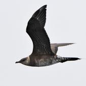 Long-tailed skua. Immature in flight. South of the Kermadec Islands, April 2021. Image &copy; Scott Brooks (ourspot) by Scott Brooks