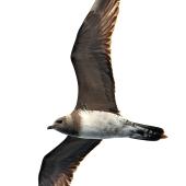 Long-tailed skua. Immature in flight. The Petrel Station pelagic offshore from Tutukaka, November 2022. Image &copy; Scott Brooks, www.thepetrelstation.nz by Scott Brooks