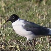 Franklin's gull. Adult in breeding plumage. Tuamarina, July 2013. Image &copy; Will Parsons by Will Parsons