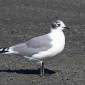 Franklin's gull. Adult non-breeding plumage. Bruce Pulman Park, Takanini, October 2009. Image &copy; Peter Frost by Peter Frost